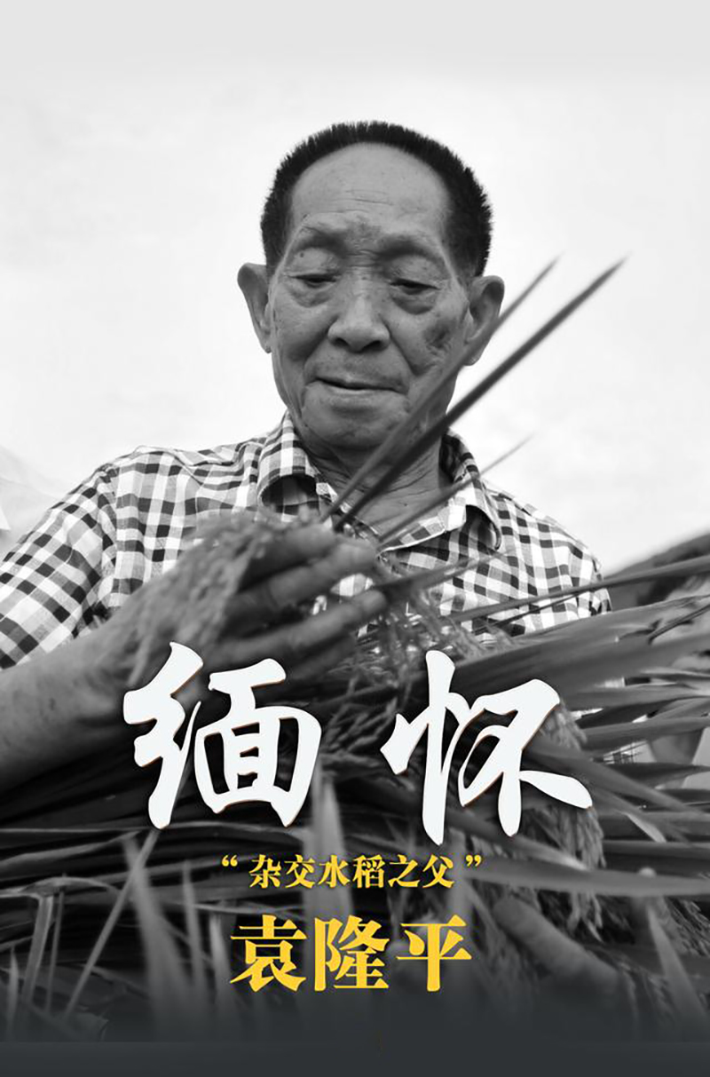 先生千古，国士无双|耀世导热硅胶缅怀、致敬，永远的“杂交水稻之父”袁隆平
